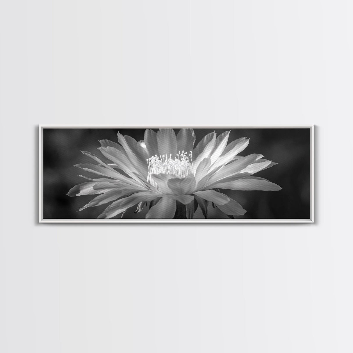 Soft Bloom, Desert Cactus Flower, Close-Up Botanical, Modern Black White Art, Framed Canvas Print, Bathroom Wall Art, Nature Photography