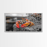 Bold Lobster, Nautical Art, Coastal Living, Red Claw, Framed Canvas Print, Beach House Wall Art, Kitchen Decor, Color Splash Style