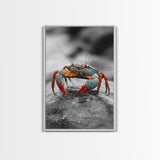 Blue Crab, Vibrant Shell, Coastal Creature Art, Framed Canvas Print, Bathroom Wall Art, Nautical Theme Decor, Ocean Wildlife Art