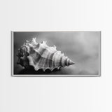 Sea Shell, Wabi Sabi Art, Coastal Decor, Minimalist Art, Nautical Wall Art, Moody Art, Extra Wide Art, Framed Canvas Print
