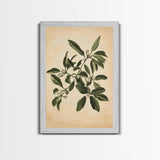 Mistletoe Canvas Print - Framed Canvas - Minimalist Christmas Art - Boho Christmas Art - Rustic Christmas Art