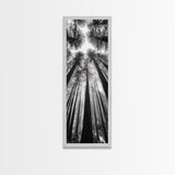 Redwood Forest, Sunlight Trees, Nature Canopy, Canvas Print, Serene Woodland Art, Cabin Wall Decor, Black and White Forest Art, Bedroom Wall Art