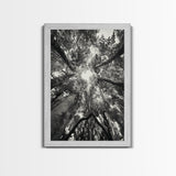 Tree Canopy, Forest Light, Upward View, Canvas Print, Woodland Wall Art, Living Room Decor, Nature Perspective Photography