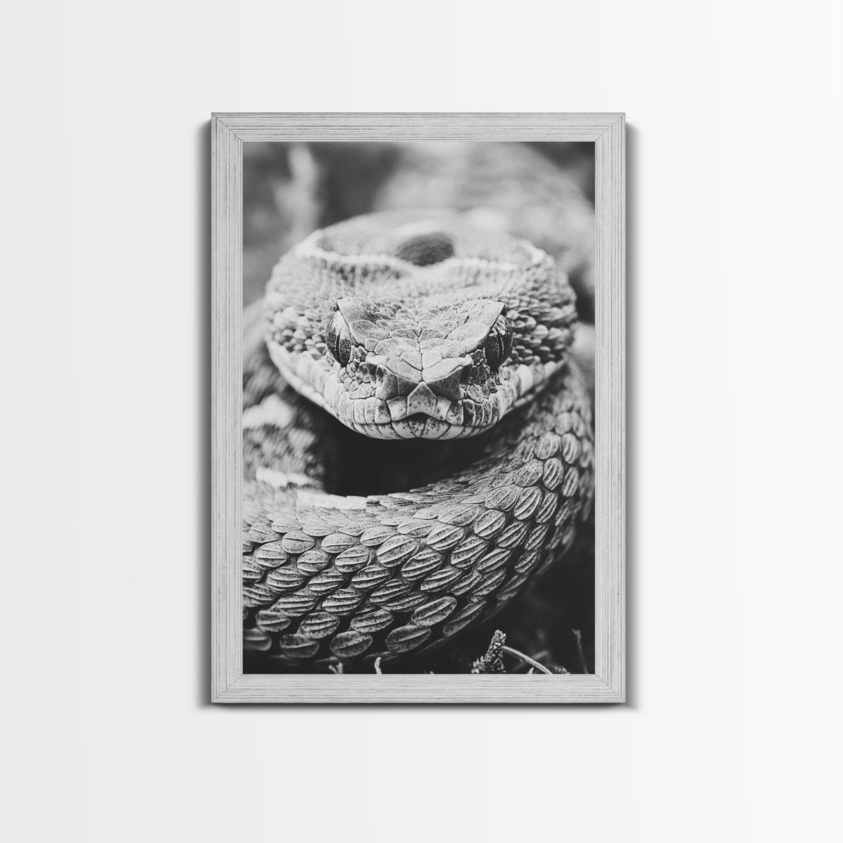 Rattlesnake Face, Coiled Closeup, Venomous Gaze, Canvas Print, Macro Wildlife Wall Art, Reptile Decor, Intense Black White Photography