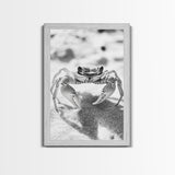Sand Crab, Beach Macro, Ocean Critter Art, Framed Canvas Print, Coastal Bathroom Decor, Beach House Wall Art, Nature Close-Up