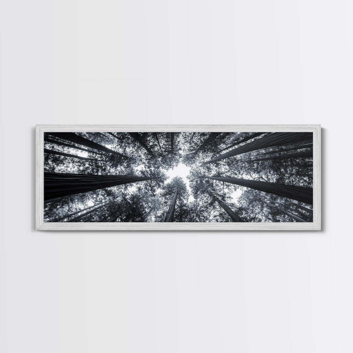 Redwood Trees, Forest Canopy, Looking Upward, Canvas Print, Black and White Nature Art, Meditation Room Decor, Minimalist Wall Art