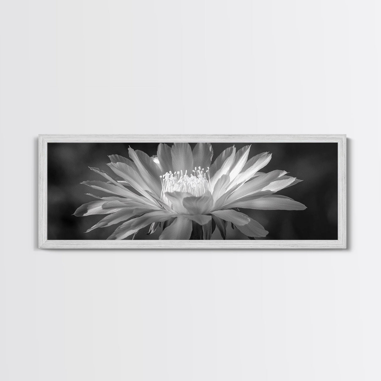 Soft Bloom, Desert Cactus Flower, Close-Up Botanical, Modern Black White Art, Framed Canvas Print, Bathroom Wall Art, Nature Photography
