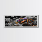 Rainbow Crab, Coastal Creature, Ocean Life, Vibrant Nature, Framed Canvas Print, Bathroom Wall Art, Coastal Home Decor
