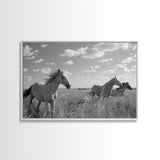 Fine Art Framed Canvas Print, Metal Art, Black & White Photo of Wild Mustangs, Horse Art, American Horses Landscape / Nature / Wildlife Art