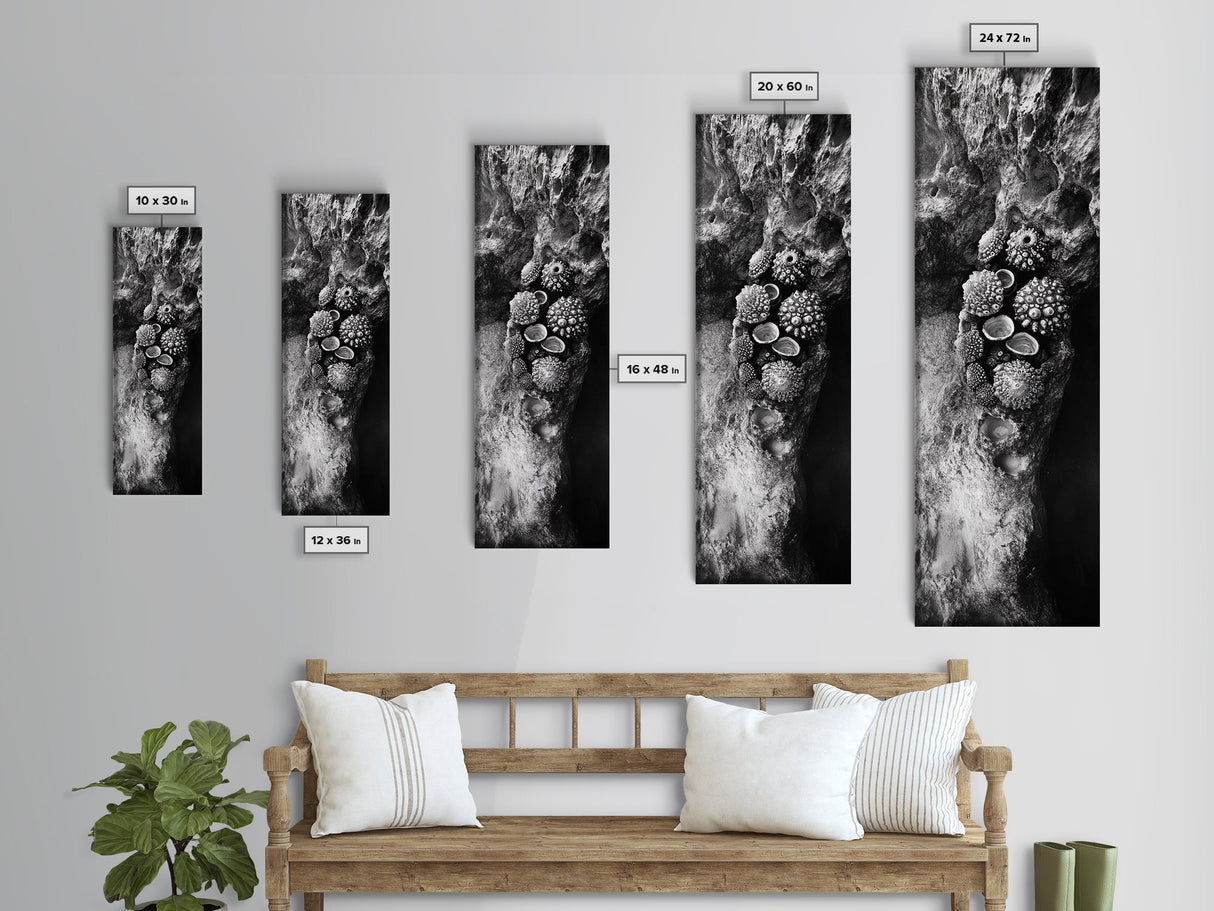 Tide Pool Life, Sea Creatures, Textured Nature, Ocean Details, Shell Art, Framed Canvas Print, Bathroom Wall Art, Coastal Boho Vibes
