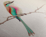 Colorful Oriole Bird On a Branch, Watercolor, Framed Canvas Print, Birdwatcher Art