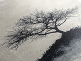 Black and White Charcoal Sketch Print of a Dead Tree, Framed Canvas Print, Wabi Sabi Art, Minimalist Wabi Sabi Home Decor