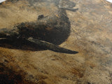 Panoramic Exra Wide Horizontal Whale Painting Print, Canvas Art, Nautical Home Decor, Wabi Sabi Whale Art, Whale Decor