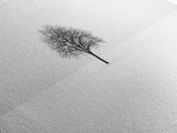 Footprints In the Snow Lead To a Lone Dead Tree - Framed Canvas Print - Ready To Hang Art - Moody Wall Art - Black and White Photography Print