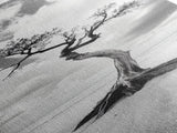 Solitary Tree, Beach Art, Surreal Landscape, Moody Wall Decor, Framed Canvas Print, Meditation Room Art, Monochrome Nature Style