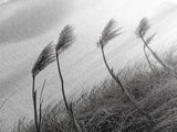 Windy Grasses, Coastal Scene, Tall Grass Field, Autumn Decor, Canvas Print, Farmhouse Style, Dining Room Wall Art, Nature Mood