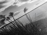 Reeds at Sunset, Lake Shoreline, Tranquil Water, Framed Canvas Print, Entryway Wall Art, Autumn Decor, Natural Photography, Neutral Tones
