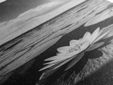 Water Lily Bloom, Lake Flowers, Lotus Petals, Peaceful Reflections, Botanical Art Framed Canvas Print, Spa Room Floral Wall Decor