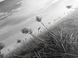Wild Grass Field, Windswept Plains Scene, Minimalist Nature, Framed Canvas Print, Boho Bedroom Art, Modern Office Wall Art, Rustic Charm