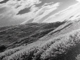 Coastal Shrubs, Rocky Beach, Sunlit Cliffside, Framed Canvas Print, Kitchen Wall Art, Black and White Nature, Scandinavian Home Style