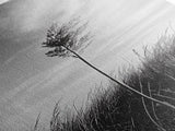 Solitary Grass Print, Minimalist Field Art, Tall Grass Photography, Rustic Bedroom Wall Decor, Framed Canvas Print, Fall Nature Vibe