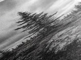 Lone Pine Tree, Forest Mood, Wilderness Art, Framed Canvas Print, Minimalist Wall Decor, Cabin Art, Neutral Fall Tones, Nature Lover Gift