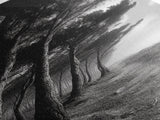 Windy Forest Trail, Dark Coastal Trees, Atmospheric Nature, Framed Canvas Print, Fall Living Room Wall Art, Moody Landscape Aesthetic