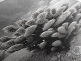 Desert Cactus, Nature Photography, Black White Art, Canvas Print, Boho Western Wall Decor, Modern Rustic Living Room Art, Nature Print