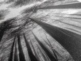 Redwood Forest, Sunlight Trees, Nature Canopy, Canvas Print, Serene Woodland Art, Cabin Wall Decor, Black and White Forest Art, Bedroom Wall Art