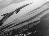 Dolphin Ocean Jump, Black and White Sea Life Print, Coastal Marine Wall Art, Canvas Print, Beach House Decor, Nature Photography
