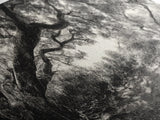 Twisted Forest Canopy, Ancient Trees, Mystical Woodland, Canvas Print, Boho Living Room Art, Black and White Nature Print, Cabin Decor