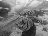 Desert Lizard Close-Up, Reptile Wildlife Photography, Dramatic Sky Scene, Canvas Print, Living Room Wall Art, Nature Decor