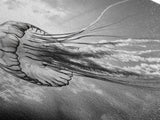 Jellyfish In Light, Ocean Life Art, Monochrome Sea Creature, Canvas Print, Coastal Bathroom Wall Art, Marine Modern Decor, Office Wall Art