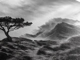 Lone Tree, Foggy Cliffs, Dramatic Landscape, Moody Sky, Framed Canvas Print, Nature Wall Art, Cabin Decor, Autumn Coastal Vibes
