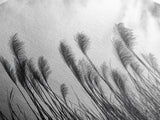 Pampas Grass, Wind Blown, Sky Motion, Autumn Field, Framed Canvas Print, Boho Wall Art, Bedroom Fall Botanical Decor, Living Room Decor