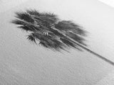 Minimal Palm Tree, Tropical Simplicity, Black and White Art, Framed Canvas Print, Modern Entryway or Minimalist Bathroom Wall Art