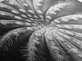 Cactus Spiral, Desert Bloom, Nature Closeup, Modern Decor, Framed Canvas Print, Minimalist Botanical Art, Office Wall Art, Succulent Texture