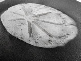Sand Dollar, Beach Detail, Minimalist Sea, Calm Nature, Framed Canvas Print, Bathroom Wall Art, Coastal Boho Decor, Ocean Zen Style