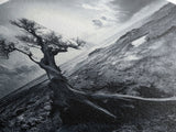 Windswept Tree, Coastal Landscape, Stormy Sky, Canvas Print, Desert Wall Art, Rustic Living Room Decor, Dramatic Minimalist Artwork