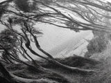 Coastal Trees, Windswept Forest, Ocean View, Framed Canvas Print, Boho Wall Art, Living Room Art, Nature Wall Decor, Monochrome Landscape