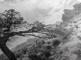Twisted Tree, Desert Landscape, Surreal Nature, Canvas Print, Rustic Western Decor, Living Room Wall Art, Moody Earth Tones, Fall Aesthetic