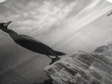 Sea Bird, Rocky Shore, Stormy Horizon, Coastal Watcher, Canvas Print, Nature Photography Art, Bedroom Decor, Ocean Wildlife