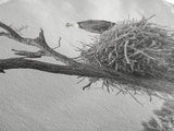Bald Eagle Nest, Wildlife Nature Art, Rustic Cabin Decor, Framed Canvas Print, Patriotic Office Wall Art, Woodland Photography