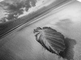 Beach Leaf Still, Autumn Nature Scene, Calm Ocean Shoreline, Canvas Print, Fall Bathroom Wall Art, Neutral Earth Tone Decor