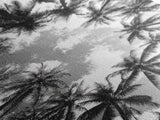 Palm Tree Sky, Tropical Canopy, Black and White Island View, Jungle Overhead Scene, Framed Canvas Print, Bathroom Wall Art, Beach Boho Decor