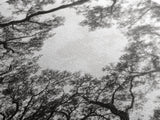 Forest Canopy View, Tree Tops Art, Nature Sky Print, Framed Canvas Print, Bedroom Wall Art, Minimalist Nature, Modern Rustic Decor