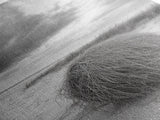 Tumbleweed Dune, Windy Coast, Desert Beach, Canvas Print, Boho Wall Art, Autumn Nature Decor, Minimalist Western Photography