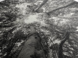 Tree Canopy, Forest Light, Upward View, Canvas Print, Woodland Wall Art, Living Room Decor, Nature Perspective Photography