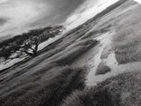 Solitary Tree, Storm Sky, Tranquil Meadow, Nature Landscape, Framed Canvas Print, Rustic Decor, Fall Wall Art, Bedroom Minimalist Art
