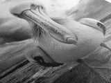 Bold Pelican, Coastal Storm, Bird Portrait, Canvas Print, wildlife wall art, beach house decor, dramatic black and white animal art